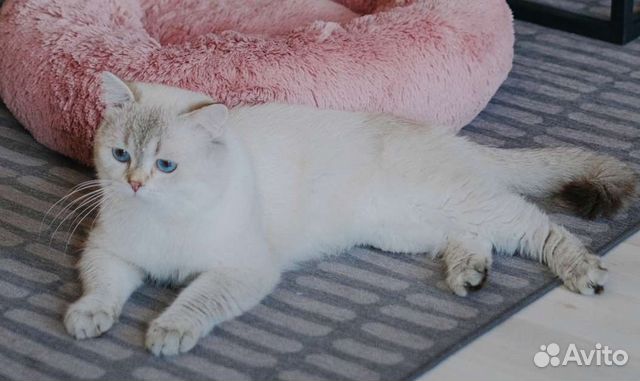 Британский кот на вязку