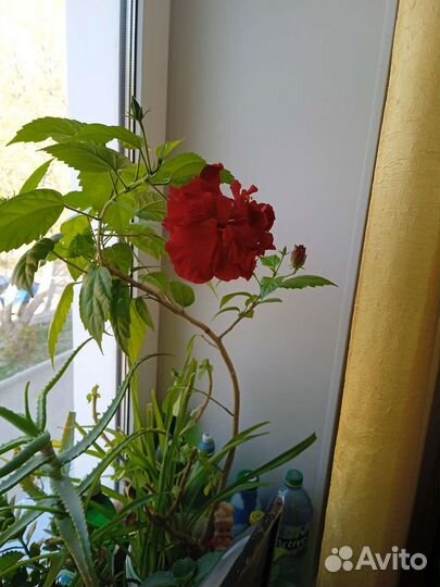 Розовое дерево