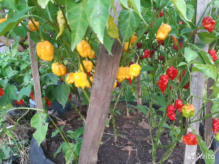 Рассада сверх острых перцев