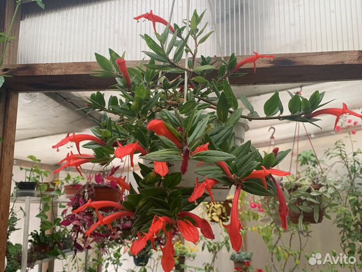 Комнатные цветы