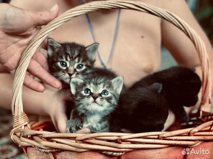 Кошки в добрые руки