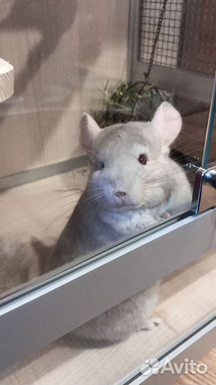 Шиншилла с витриной
