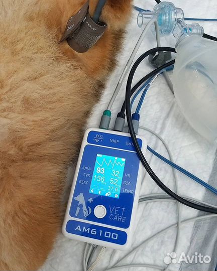 Ветеринарный врач на дом круглосуточно