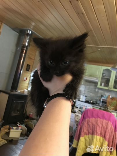 Котята в добрые руки бесплатно коты