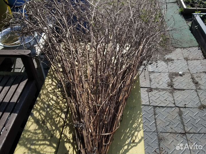 Мята мелисса