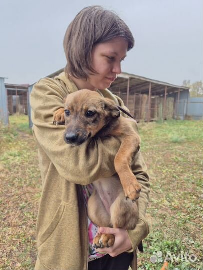 Щенок в добрые руки бесплатно