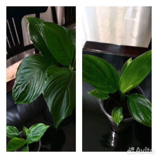 Спатифиллумы Пикассо, Блэк Бьюти, Дели