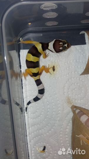 Эублефары малыши 2024 под бронь