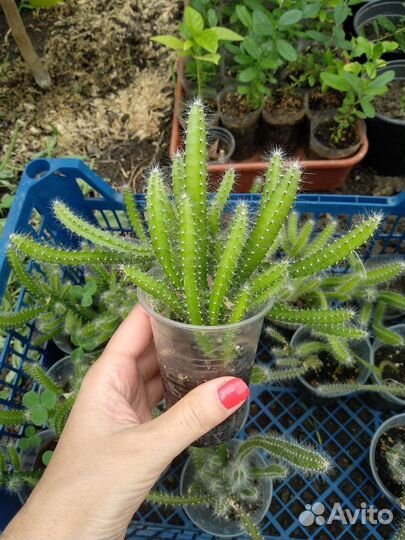 Саженцы питахайя драконий фрукт экзот