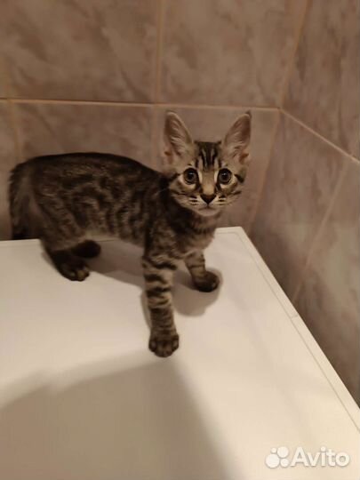 Дворянин ищет семью