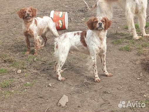 Взрослые сука и кобель породы бретонский эпаньоль