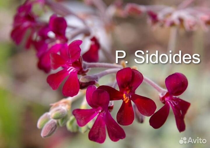 Пеларгонии Видовые редкие сорта