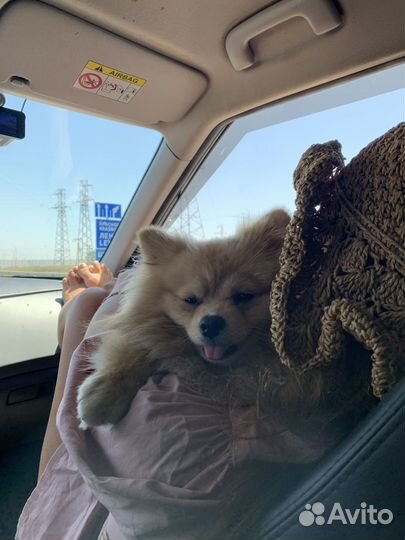 Шпиц для случки