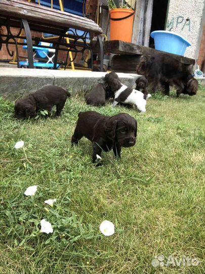 Вязка кобель