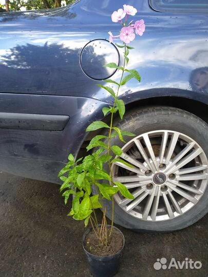 Флокс, астранция, физостегия, полынь декоративная