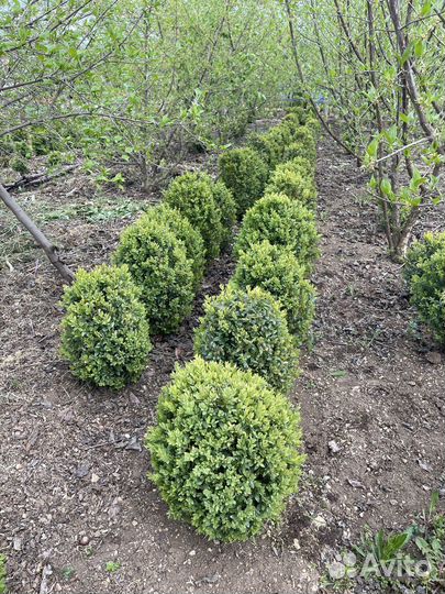 Самшиты (буксус)