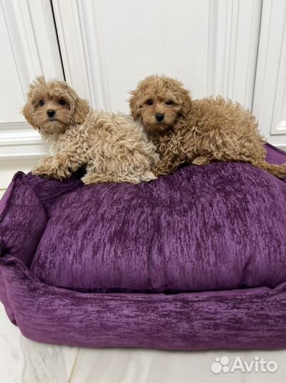 Мальтипу ф1 два мальчика карамель и ирис