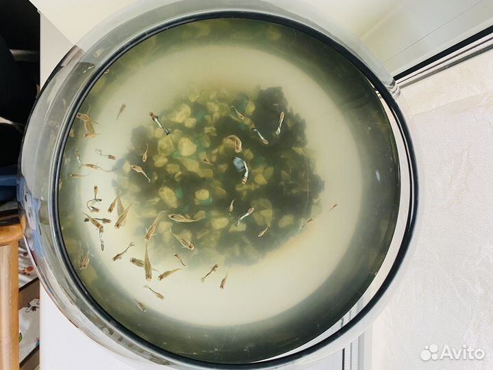 Аквариум с рыбками