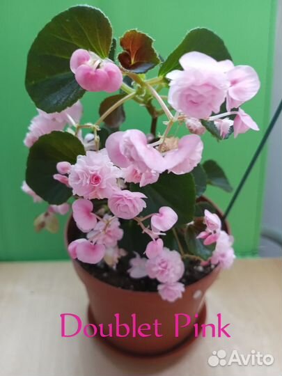 Бегония махровая