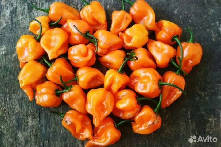 Рассада перца хабанеро комнатный
