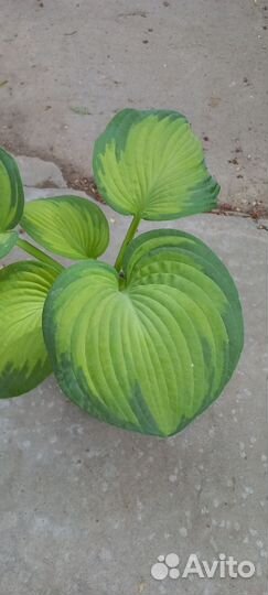 Хоста растение саженцы