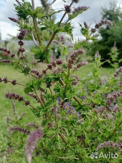 Чабрец, Мята шоколадная, яблочная и кудрявая