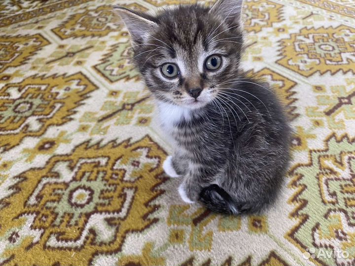 Котята в дар