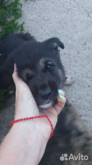 Мальчишка ищет дом