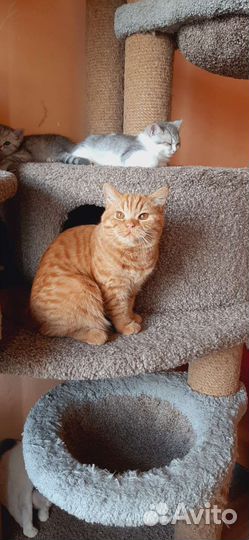 Британский кот редкого окраса. Красный