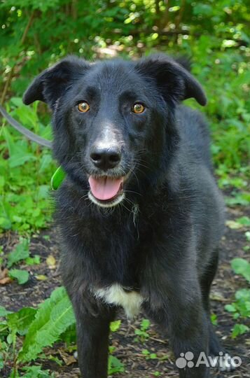 Отличный пес компаньон и охранник