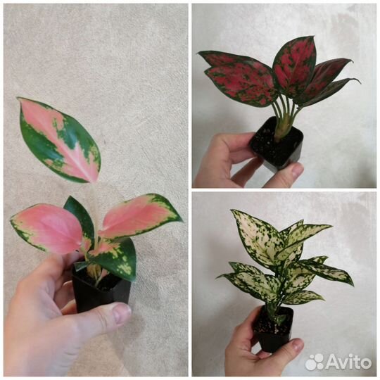 Аглаонемы наборы