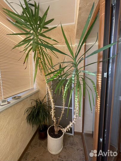 Комнатные цветы юкка