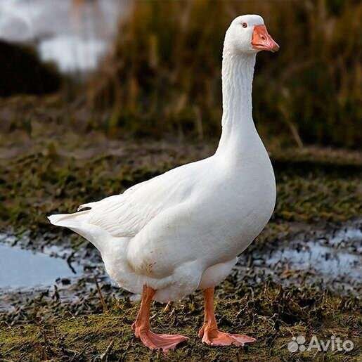 Гусь линда
