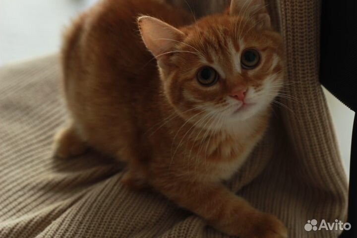 Котенок девочка