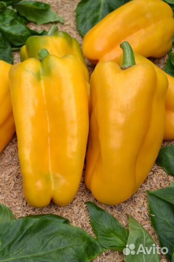 Семена сортовых перцев