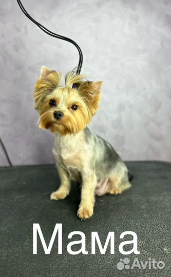 Йоркширский терьер щенки