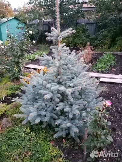 Голубая и зелёная ель