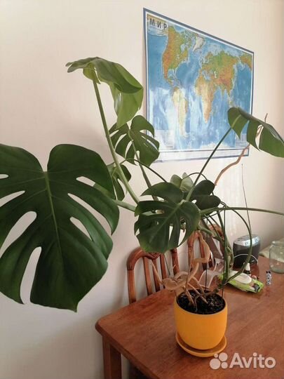 Монстра комнатное растение