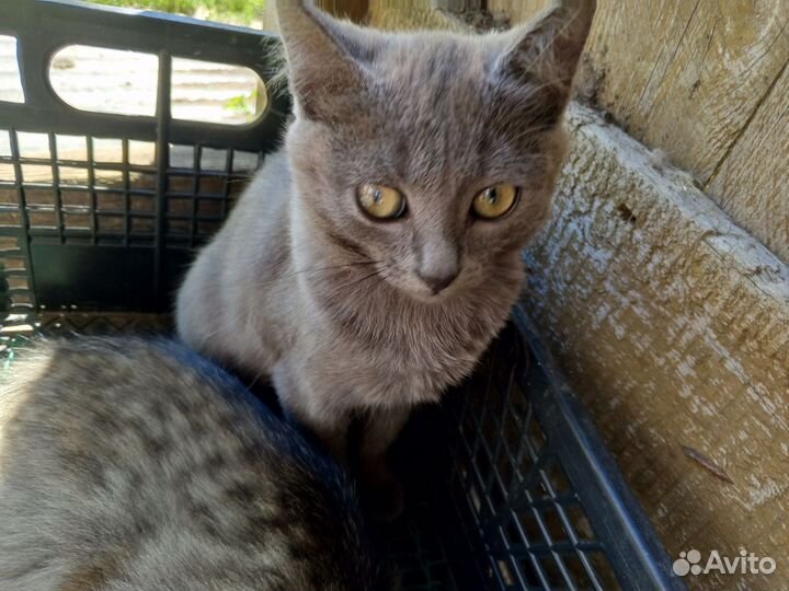 Отдам котят в добрые руки