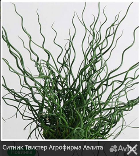 Рассада ситник твистер