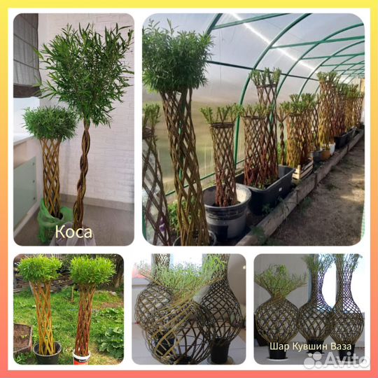 Плетёные деревья