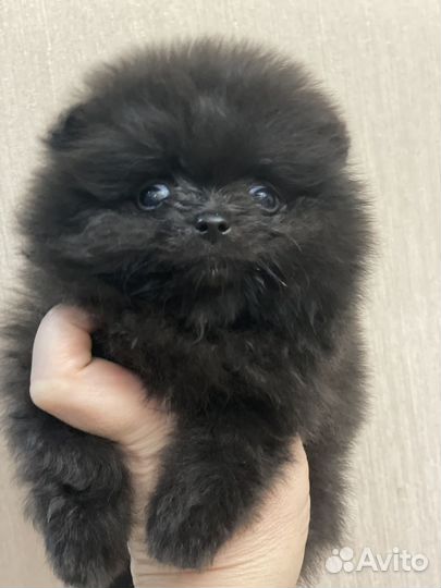 Померанский шпиц мини
