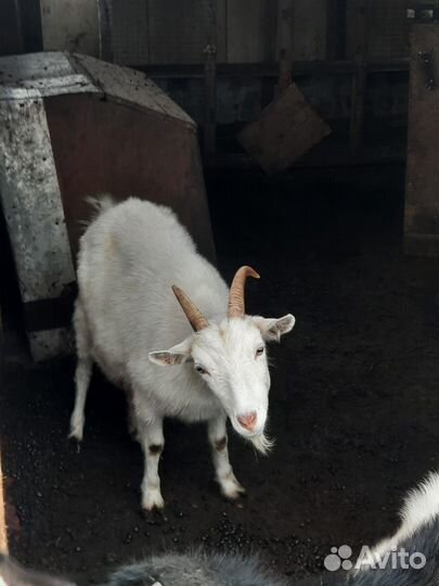 Зааненская коза