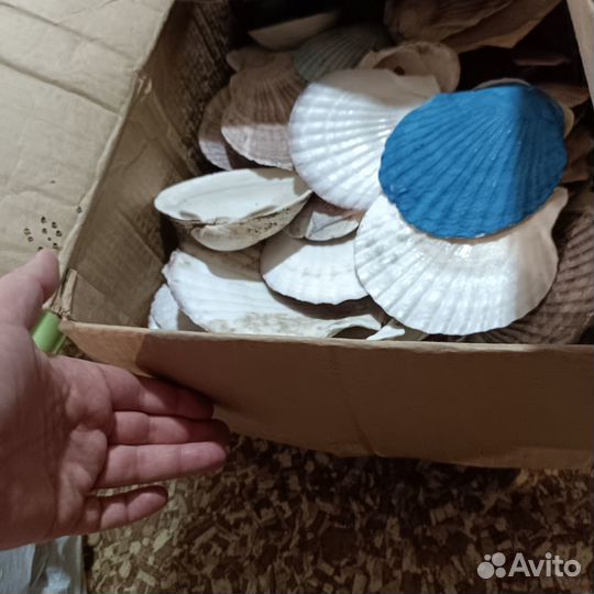 Морские ракушки раковины