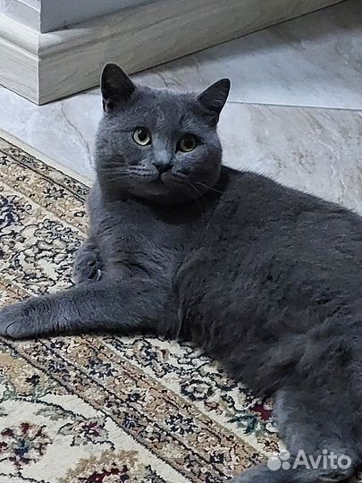 Шотландский кот вязка