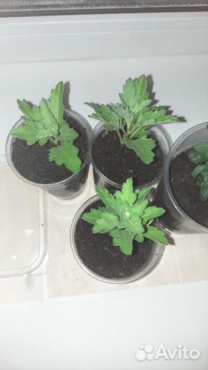 Хризантема коричневая