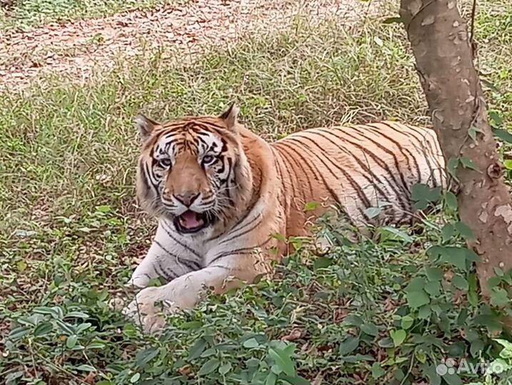 Гоа Топ-Экскурсия Через храм Шивы на сафари в запо
