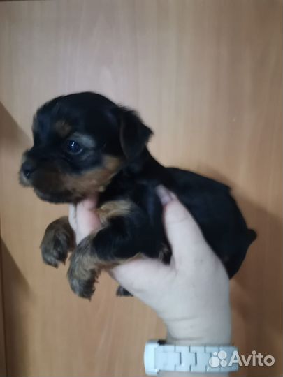 Йоркширский терьер