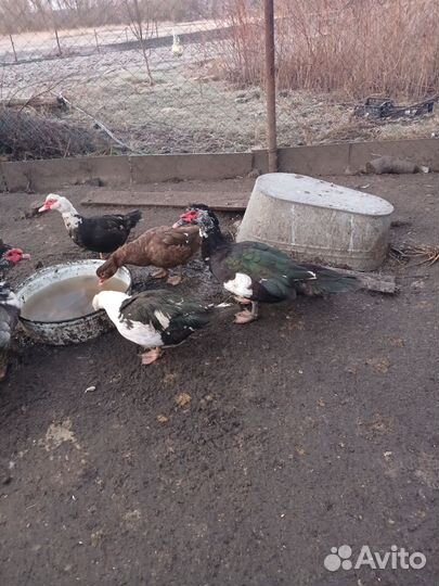 Мускусные утки на племя