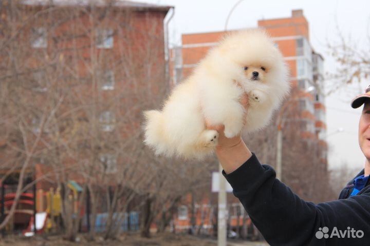 Щенки шпица. Иркутск